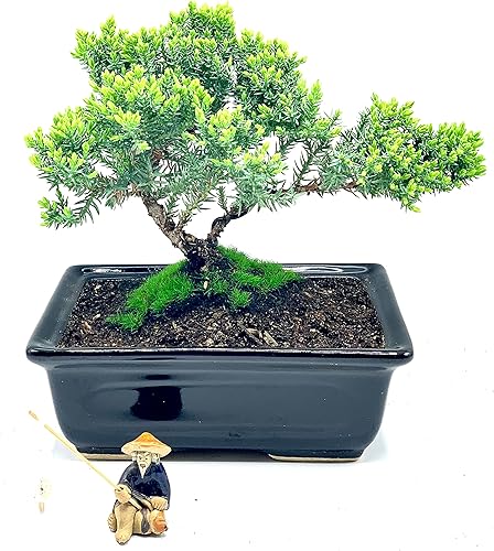Miniatura 2 de Árbol bonsái de enebro enano vivo de aproximadamente 6 años con lindo pescador de cerámica Árbol bonsái de enebro Para interiores/exteriores