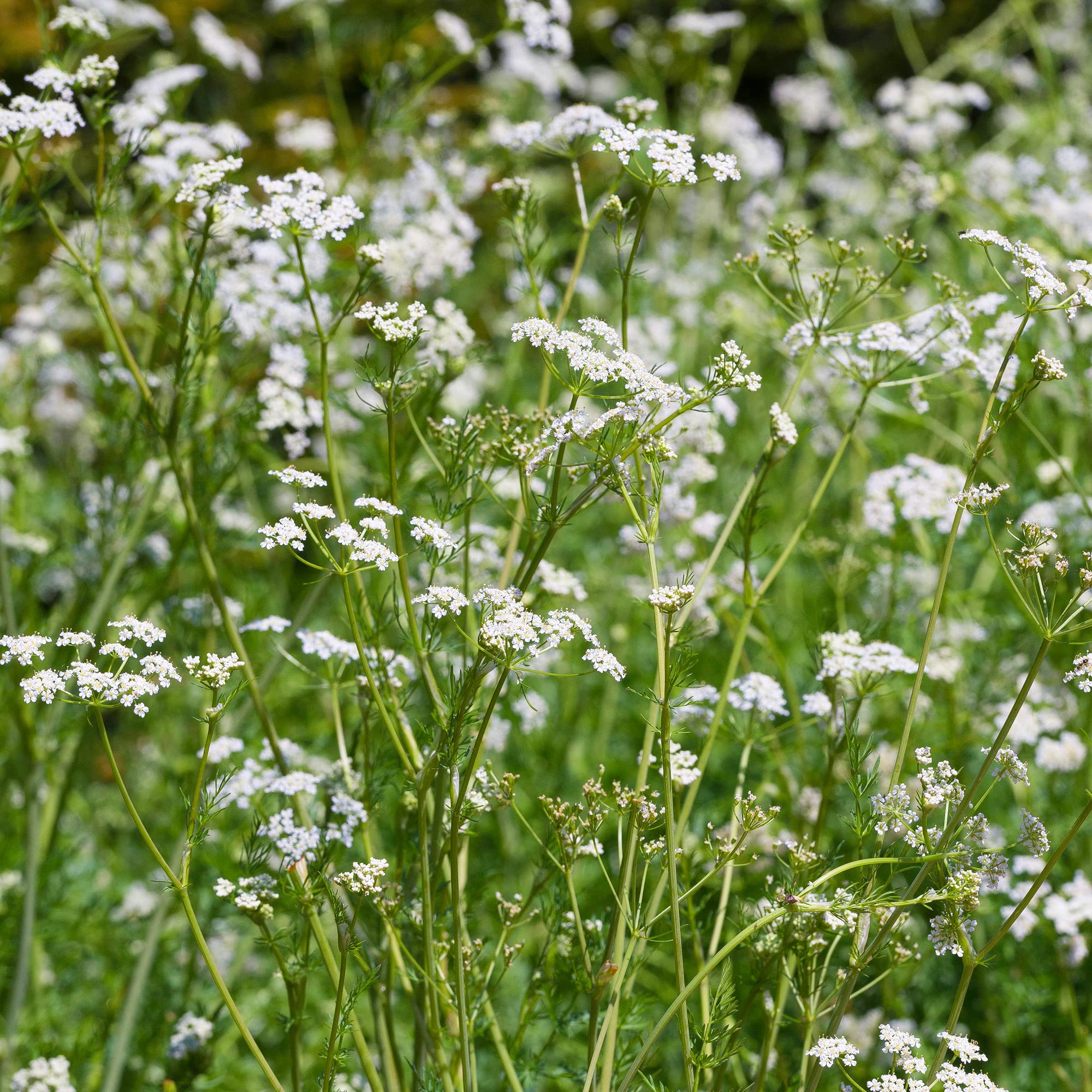 Caraway, Persian Cumin - Cooking Herb - Vegetable Garden Plant - Culinary Kitchen Fresh Aromatic Herbs Easy to Grow Your Own (8cm Pot, 5-15cm)