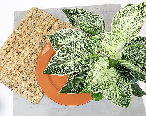 Miniatura 14 de Paquete variado de plantas de filodendro real (incluye 4 plantas vivas) en macetas de cultivo de 4.25 pulgadas, filodendros purificadores de aire