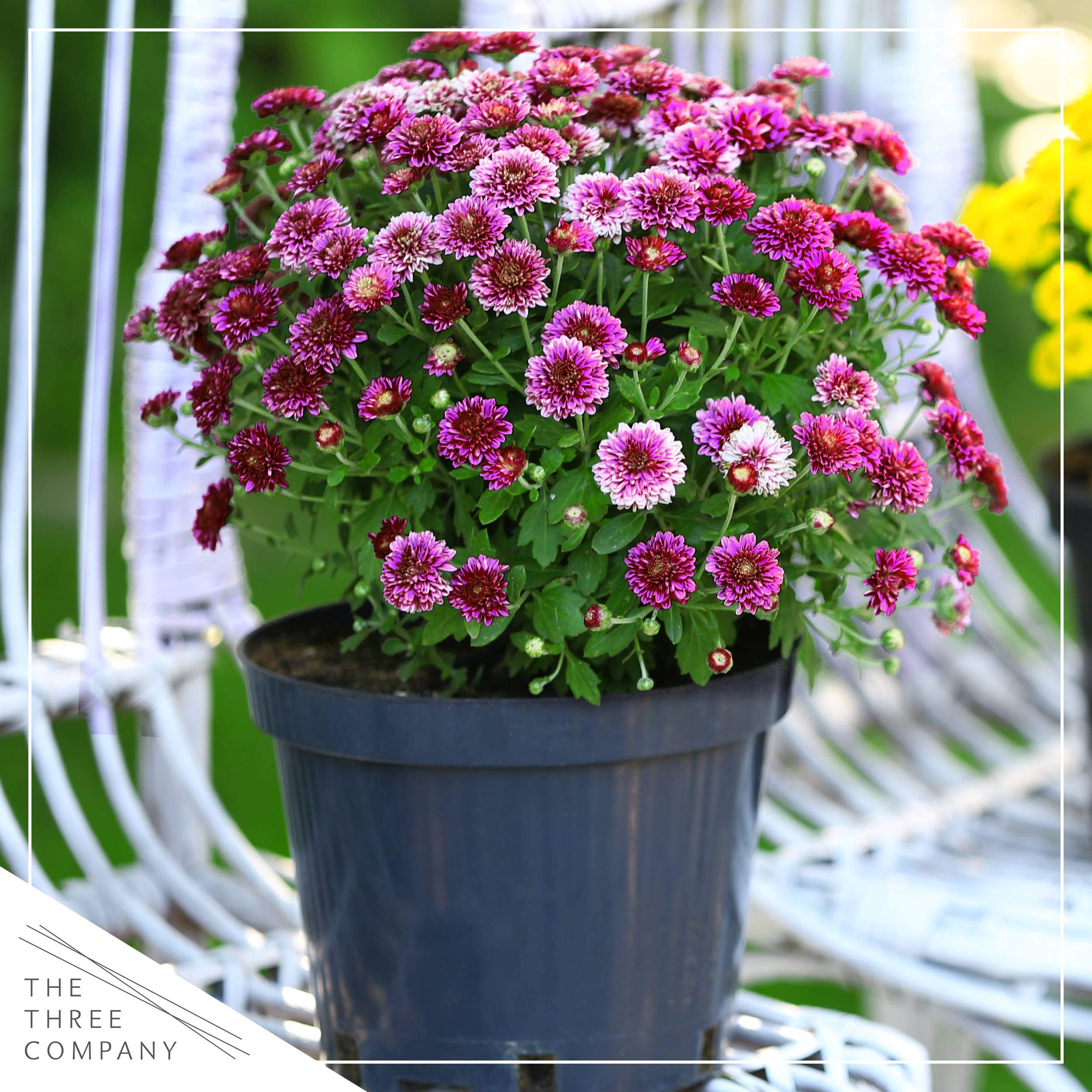 plant pot 12 Air-Pot Container #12 (8.5 gal/38 L, Black base)
