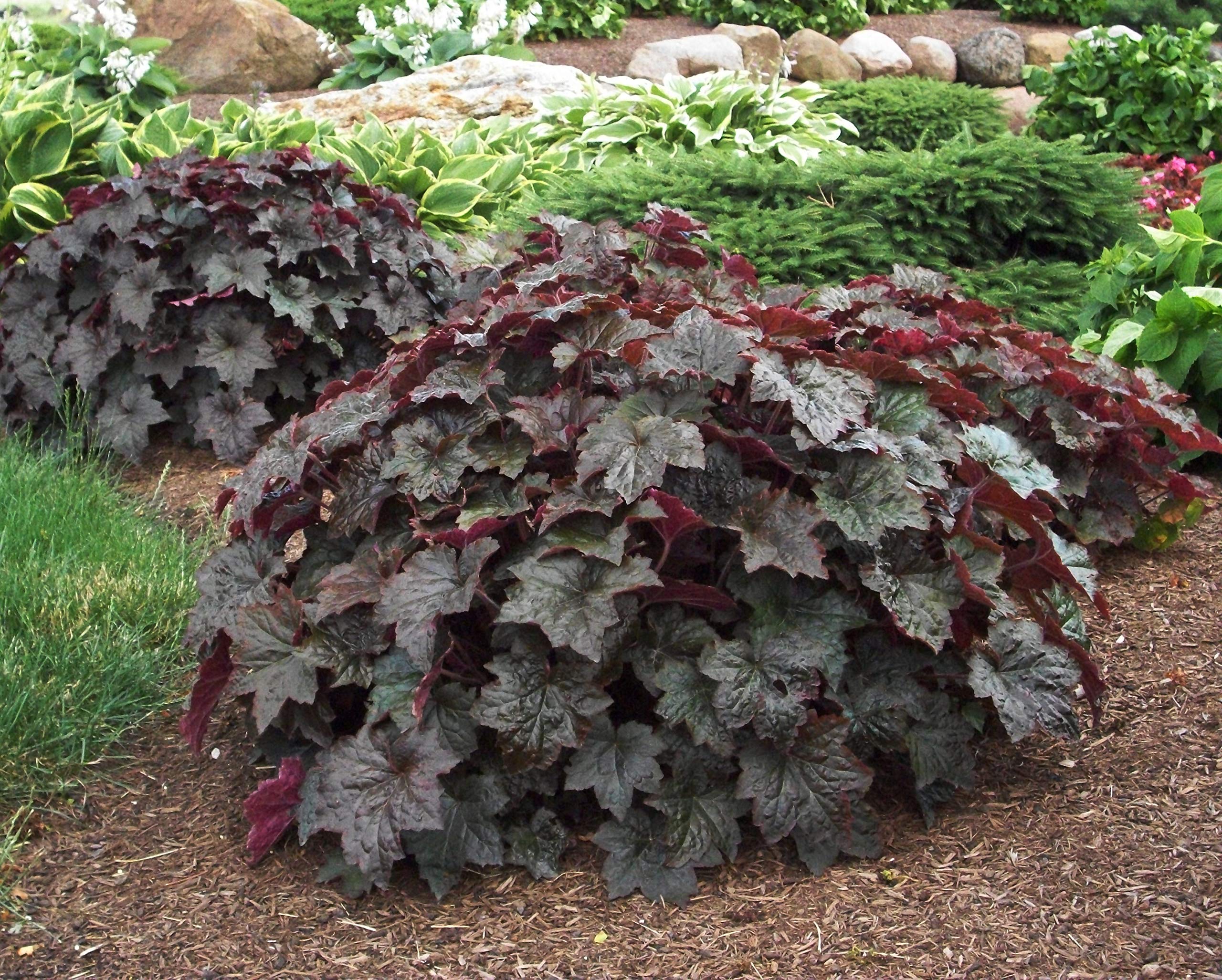 Purple Coral Bells Size