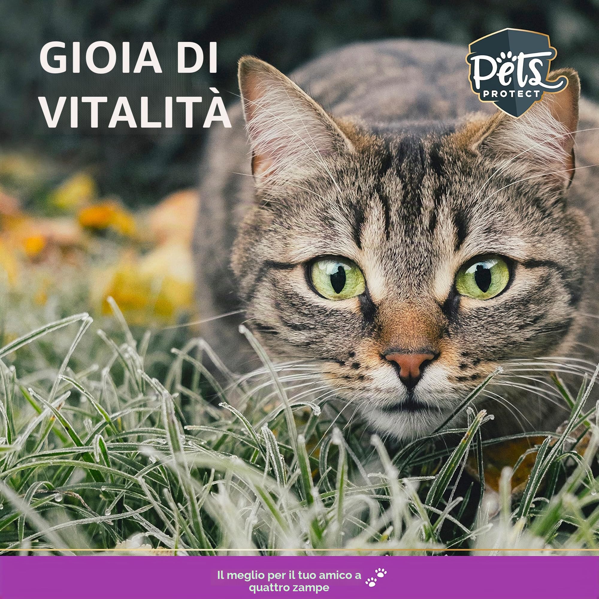 Pets PROTECT Pets Perfect Taurine Powder 150 g, Adatto a Cani e Gatti di Tutte Le età, Supporta la Normale Funzione oculare, promuove la vitalità e la Normale Funzione cardiovascolare