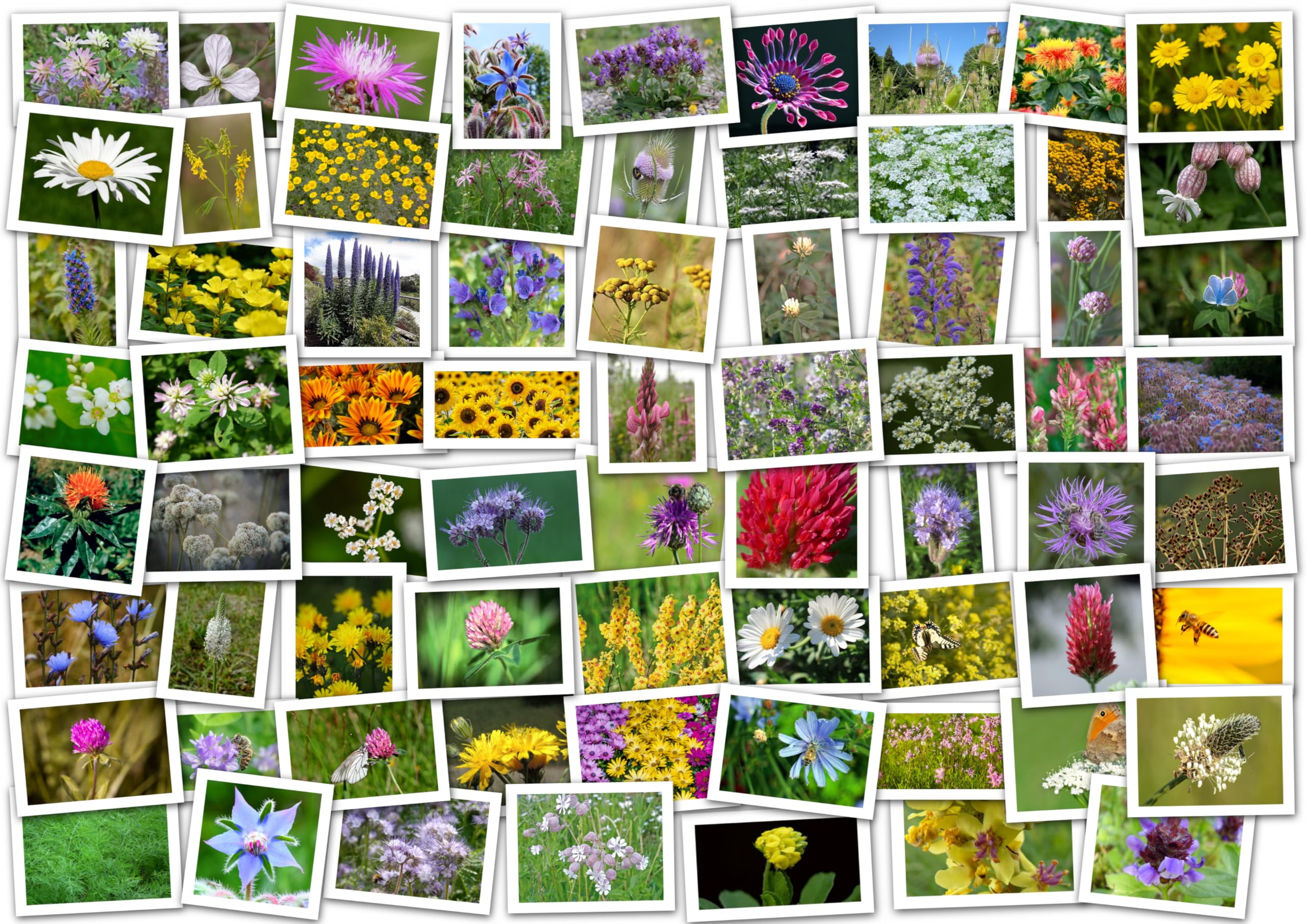 Nektar & Pollen Bienenweide (über 40 Sorten) Samen. Wiese, Wildblumen, Blumenwiese (500m² = 500,0g)