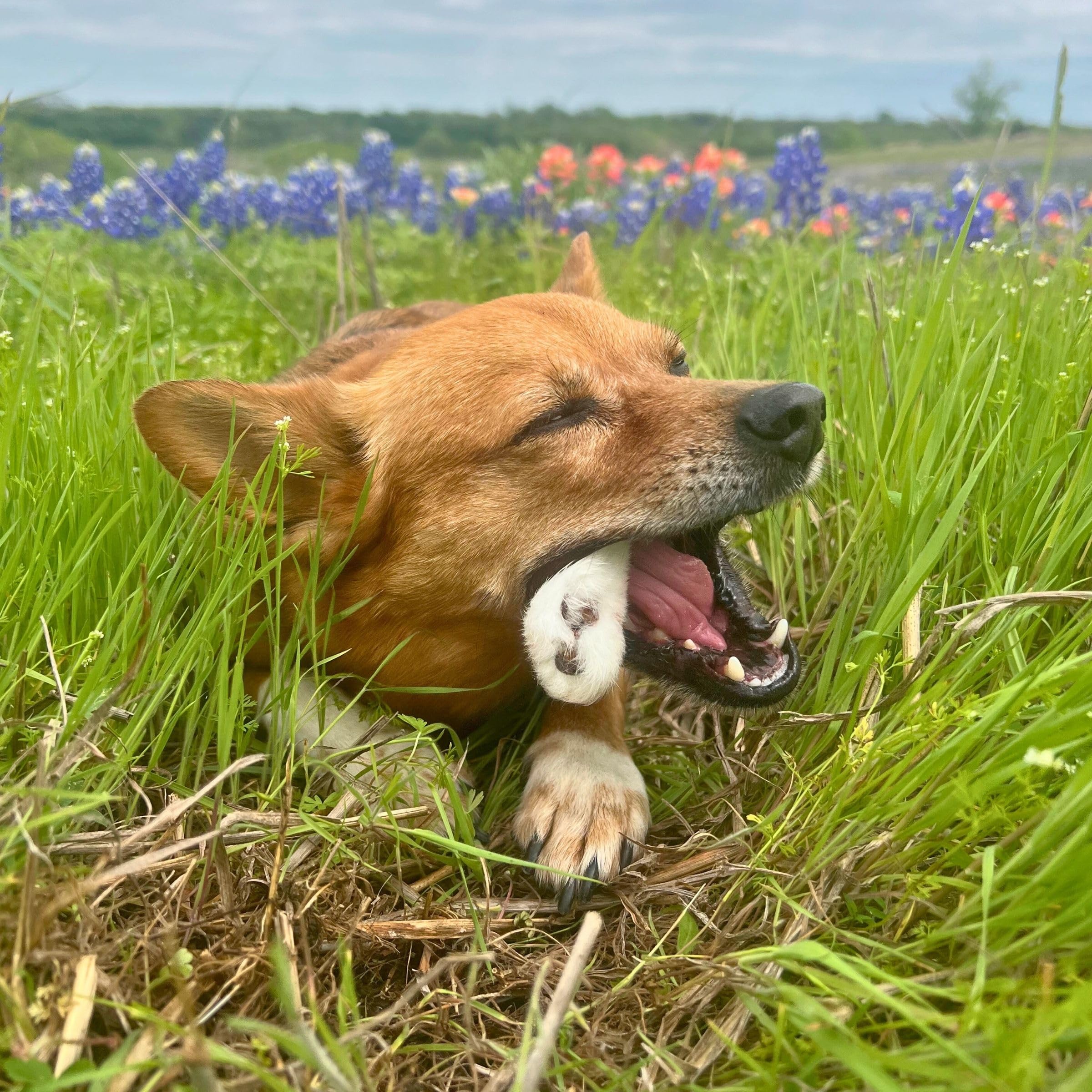 JACK'S PREMIUM Rabbit Feet - Dehydrated Dog & Cat Chews - Whole Back Rabbit Feet with Fur - High Value Single Ingredient Treat (24 Feet)