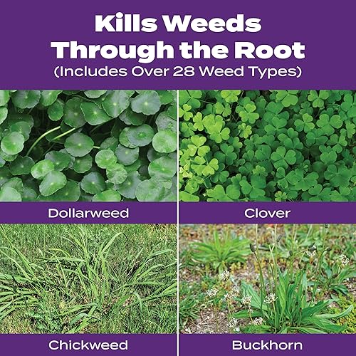 Miniatura 13 de Scotts Turf Builder Bonus S Southern Weed & Feed2, herbicida y fertilizante para césped, 5,000 pies cuadrados, 17.24 libras (paquete de 2)