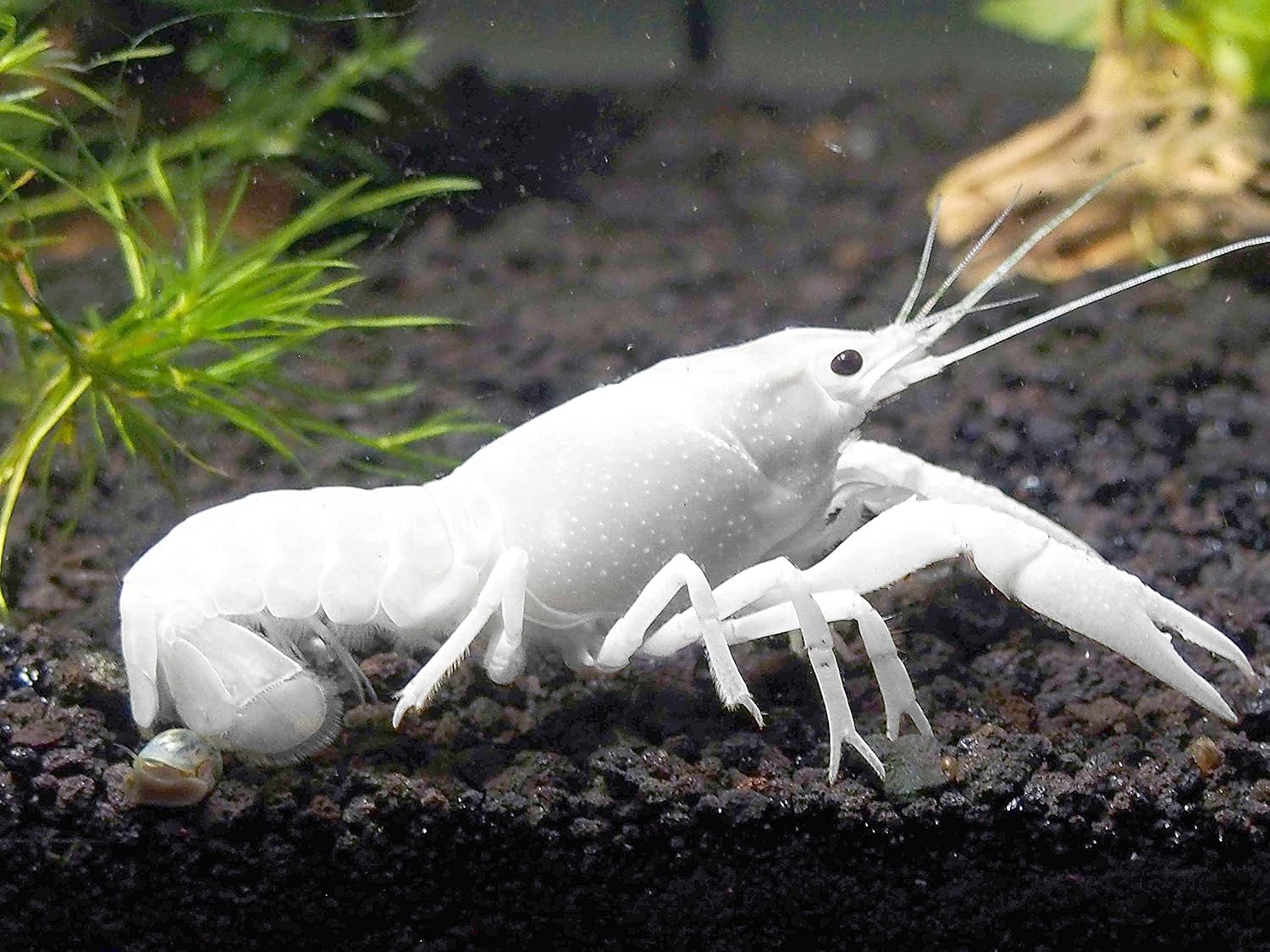 Amazon.com: Aquatic Arts 1 Female White Specter | Live Freshwater ...