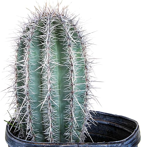 Miniatura 6 de Cactus Outlet - Cactus Saguaro vivo plantas de cactus vivas cactus vivo grande para exteriores 1 pie