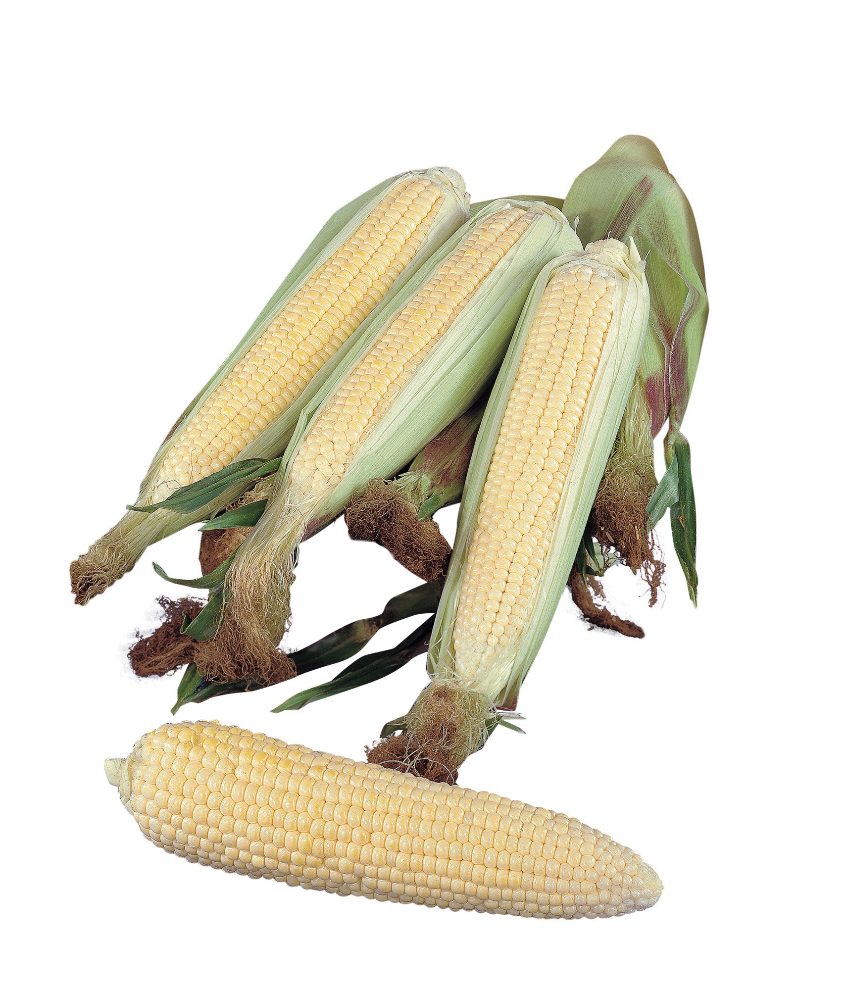 Burpee Kandy Korn EH Hybrid (SE) Sweet Corn Seeds 200 seeds