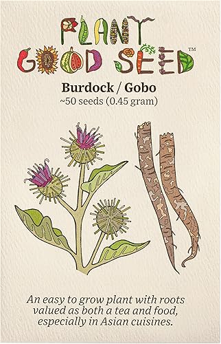 Plant Good Seed Semillas orgánicas de raíz de bardana para plantar: hierba rica en nutrientes, hojas verdes grandes - Paquete de 50 semillas