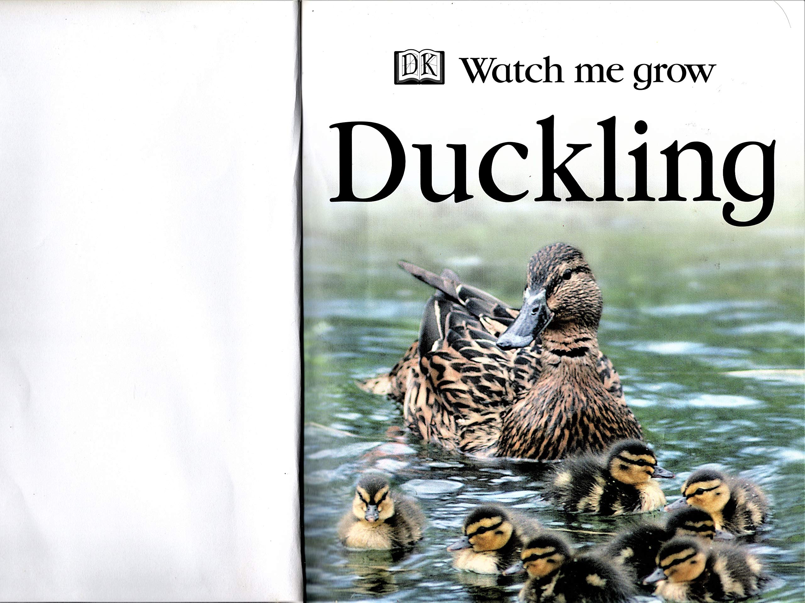 Duckling DK - PT04