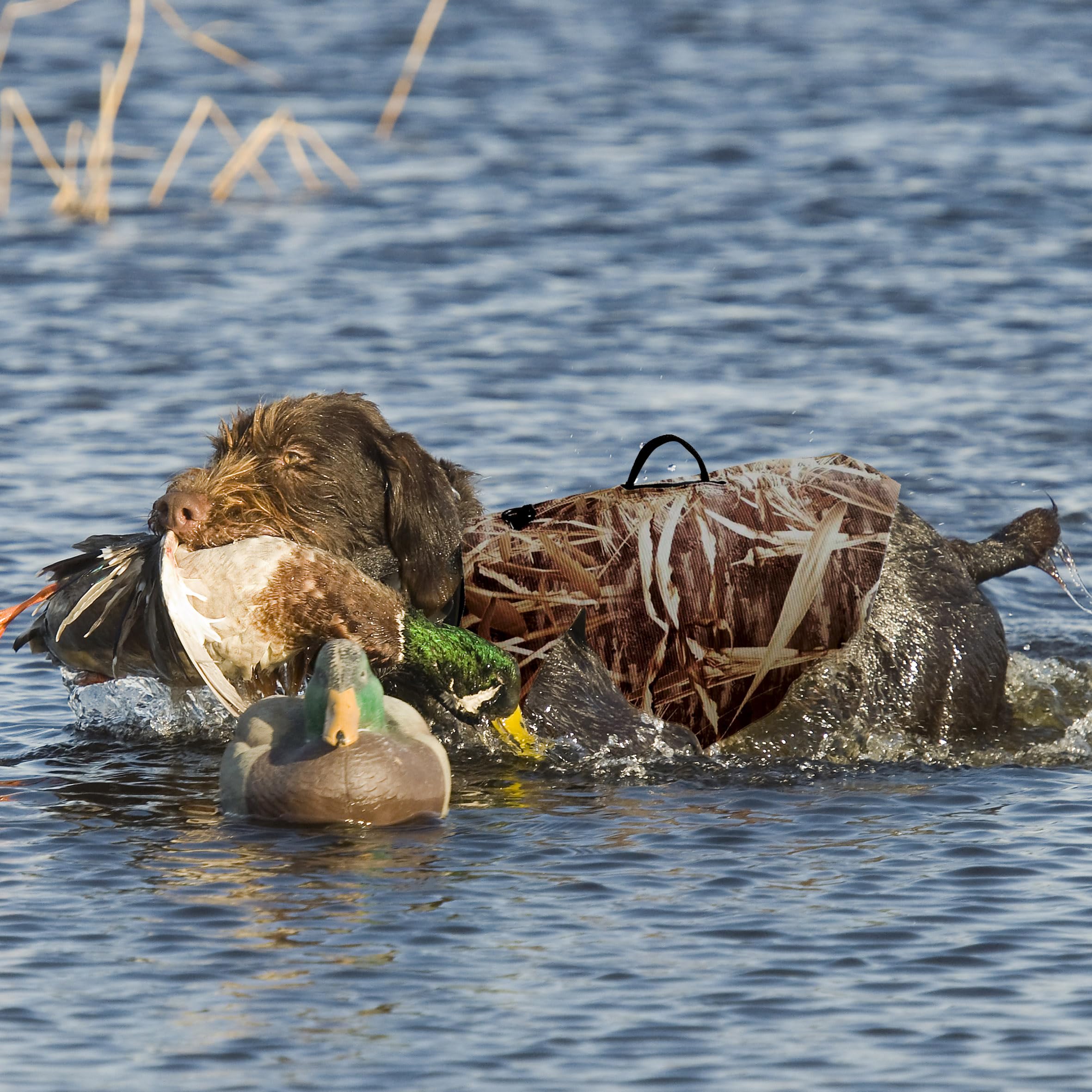 Auscamotek Neopren Hundeweste für Entenjagd - Isolierte Camouflage-Weste für Wasservögel Retriever - XXL Größe