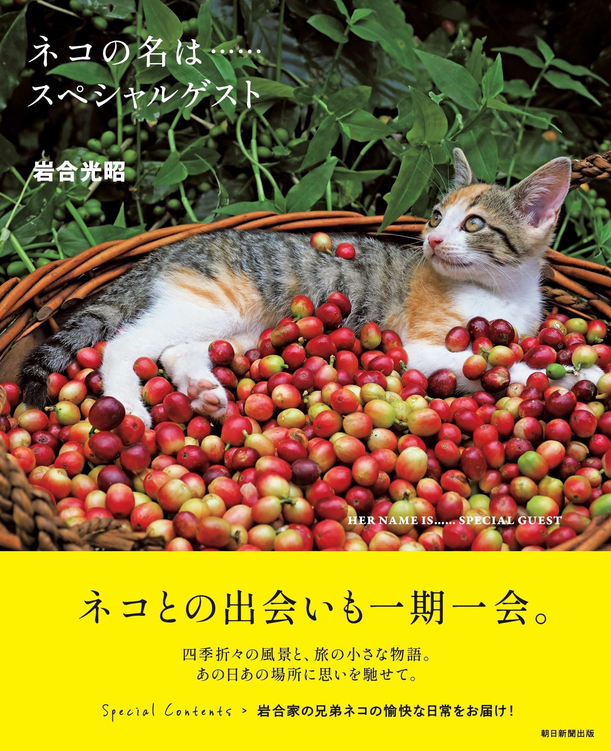 未開封品＆中古品【赤猫 茶猫 桃猫＆マグネット】岩合光昭さん♡ 未開封品＆中古品【赤猫 茶猫 桃猫＆マグネット】岩合光昭さん♡ 未