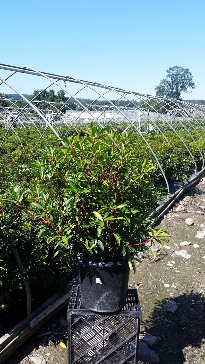 Kalmia LAT. 'Kaleidoscope' (Mountain Laurel) Evergreen, red w/White, #2 - Size Container