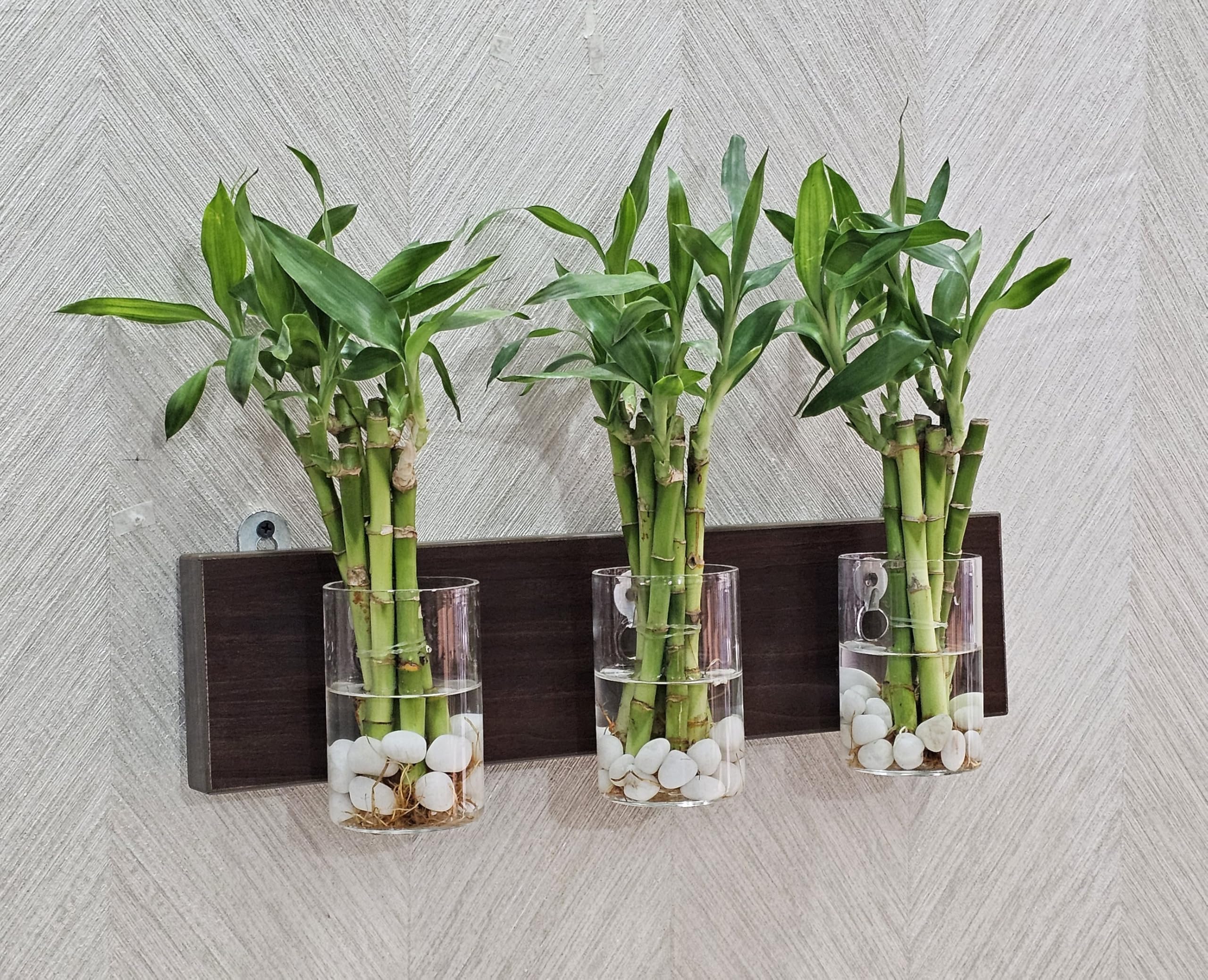 Wall Mounted Wooden Glass Planter Set with 3 Test Tubes, 65 mm Diameter, Hydroponic Propagation Station for Home and Office Décor