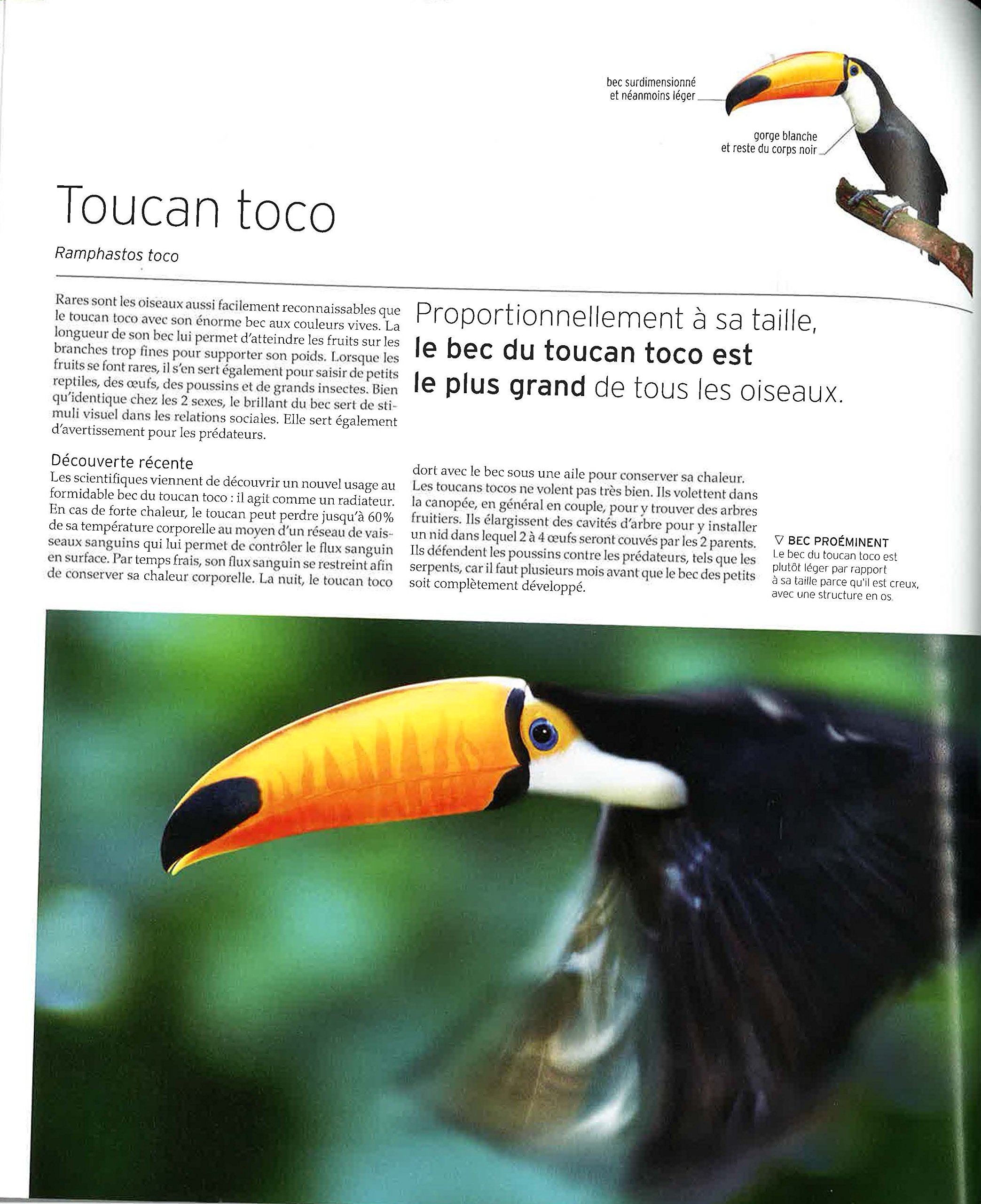 Vie sauvage: Encyclopédie visuelle des animaux, continent par continent