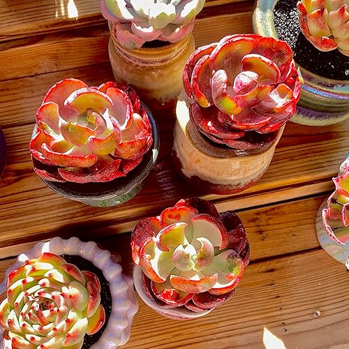 Miniatura 3 de FWPP Cotyledon orbiculata - Planta suculenta viva en maceta de 2 pulgadas, hojas abigarradas con bordes rojos, planta de interior totalmente