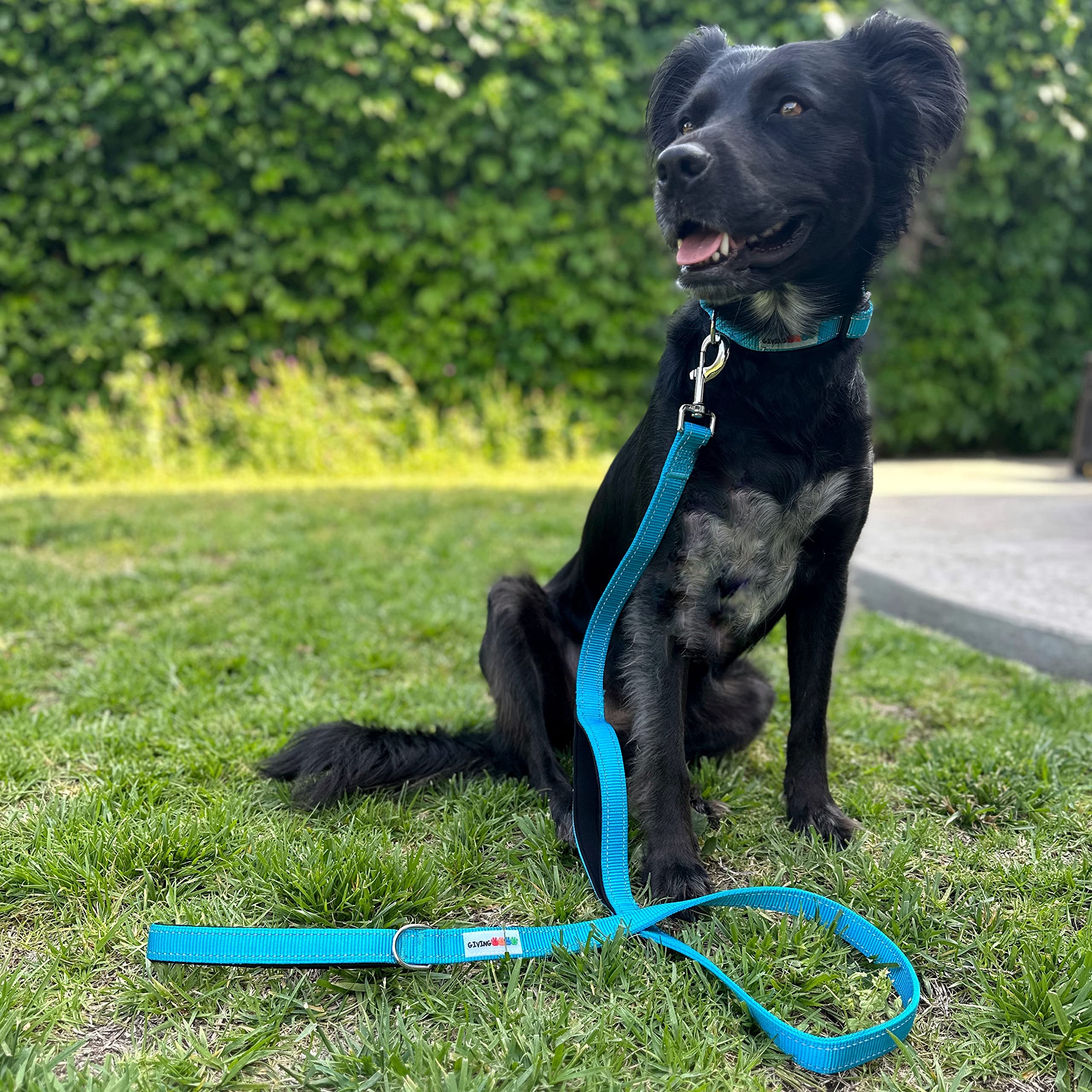 Reflektierendes Hundehalsband Mit Neopren-Polster – Verstellbar, Sicher & Waschbar Für Mittelgroße Hunde