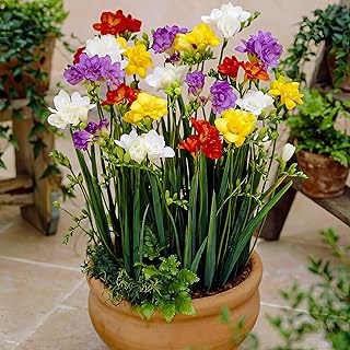 Freesien Blumenzwiebeln - Doppeltblüten Kollektion - 50 Zwiebeln - Mix von 5 Farben - Duftende Pflanzen aus Holland - für Garten, Balkon und Topf (kein Samen, nicht künstlich)