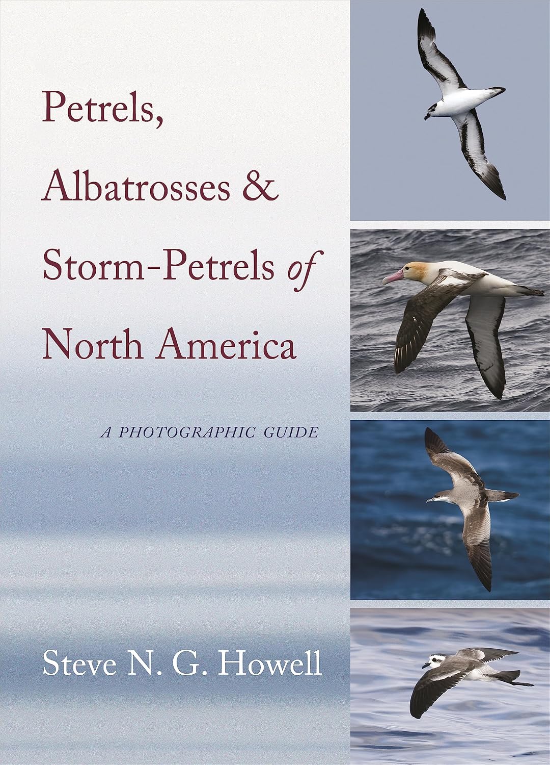 Petrels, Albatrosses, and Storm-Petrels of North America: A Photographic Guide