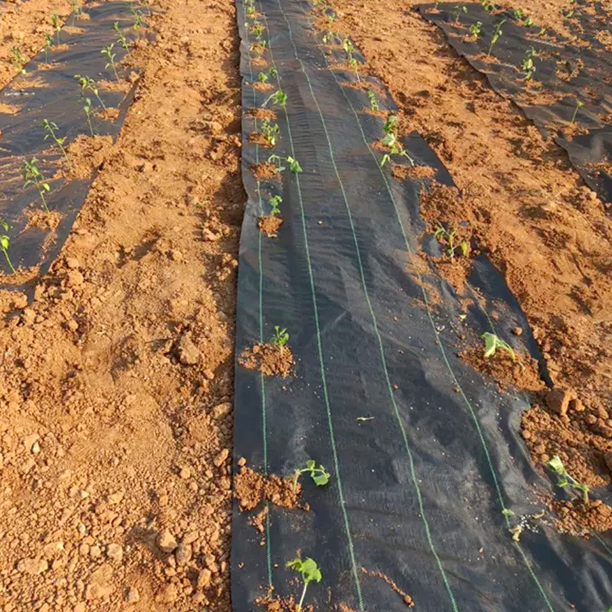 Telo Pacciamatura 90gr/mq in Rotoli Anti Erbacce Pacciamante per Giardino Orto Elevata Stabilizzazione Raggi UV Copertura Terreno Antialga Calpestabile Permeabile Drenante (H 160 cm x 100 M, Nero)