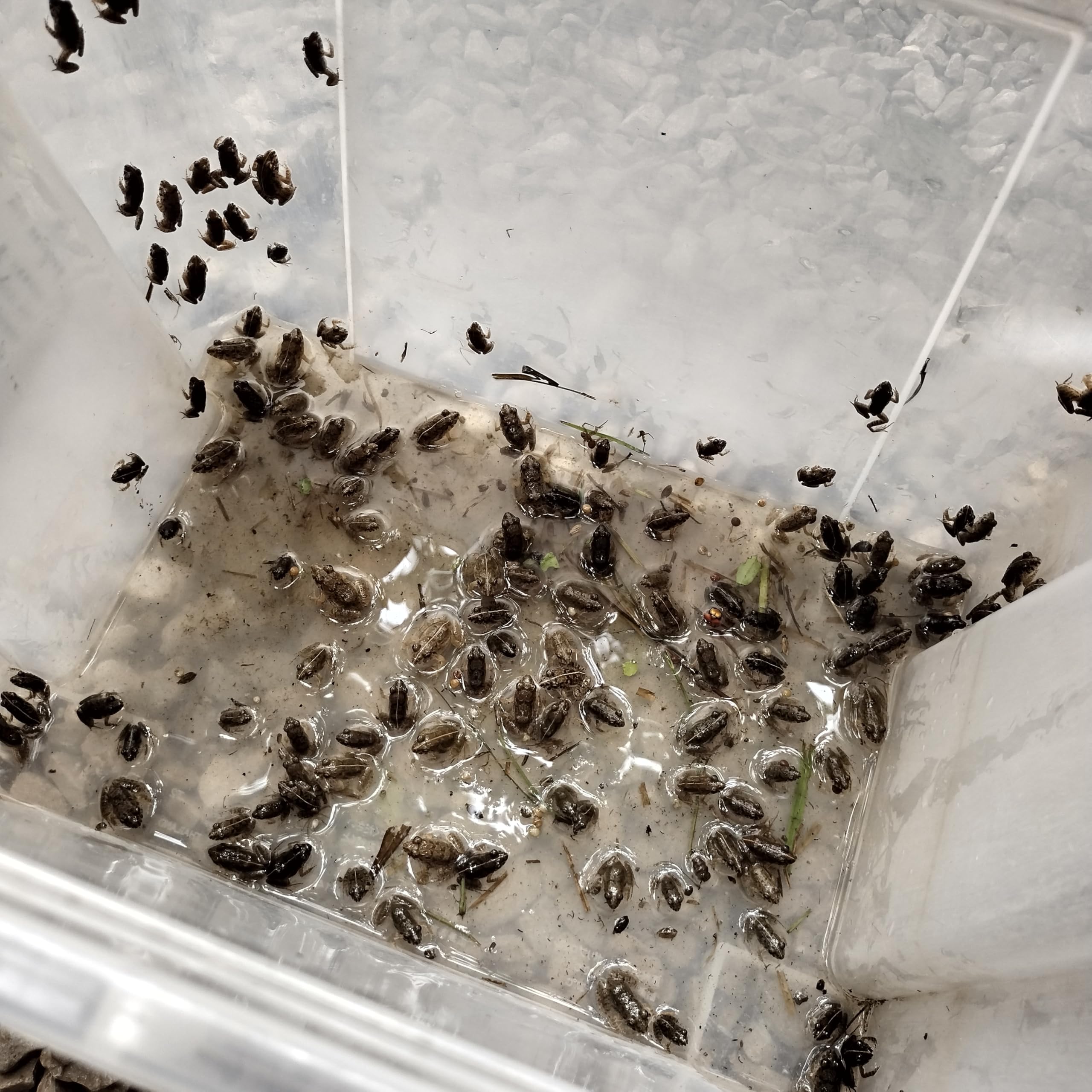 国産冷凍カエル 餌 M 20匹 胴長3~4cm 【冷凍】M 餌用カエル ヌマガエル