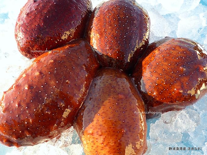Amazon 静浦港 お刺身用 赤ナマコ 特 約 5k まとめ買い 静浦漁港 鮮魚 通販