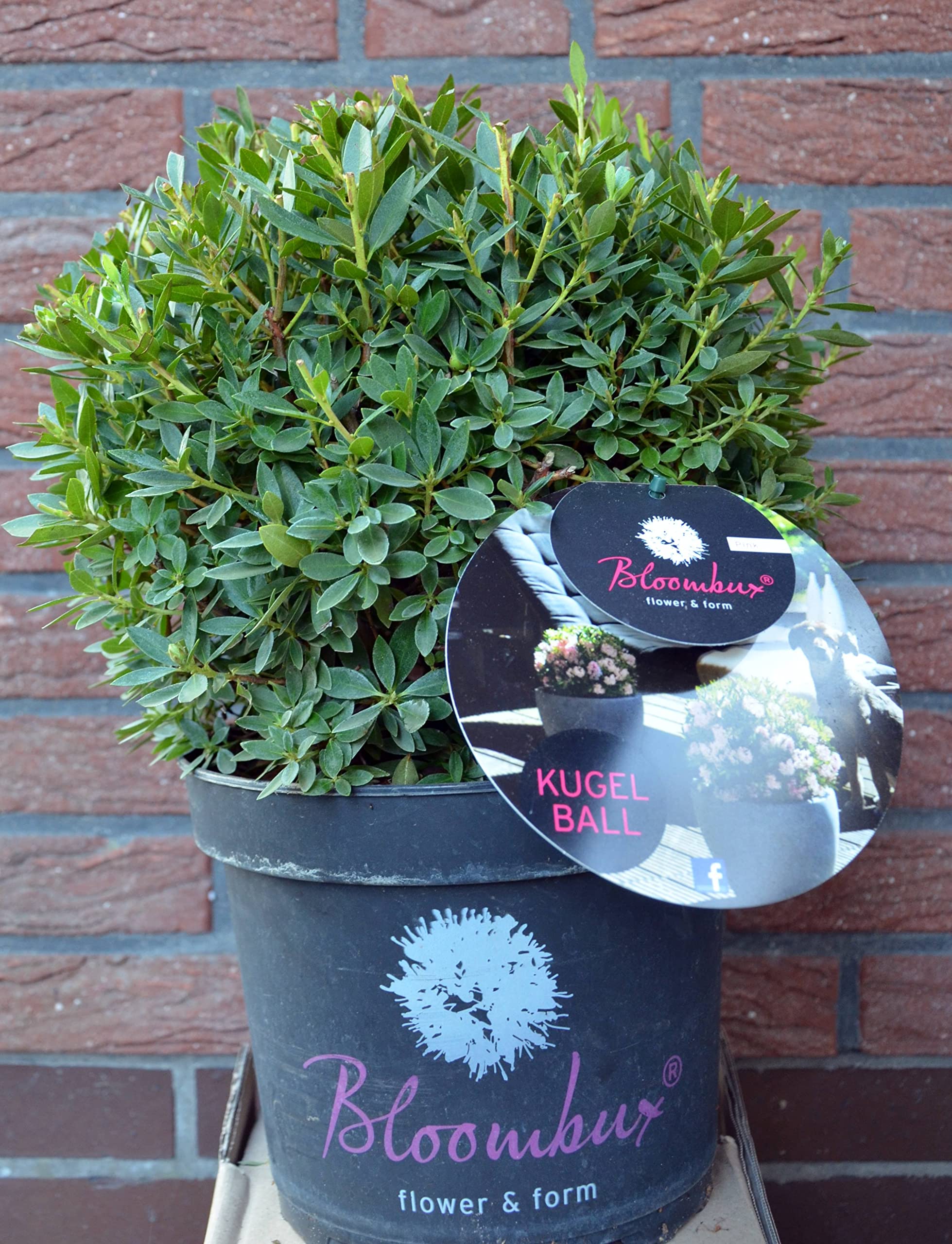 WELTNEUHEIT!! Bloombux  flower & form by INKARHO Kugel 30-35 im 5 Liter  Pflanzcontainer : Amazon.de: Garten