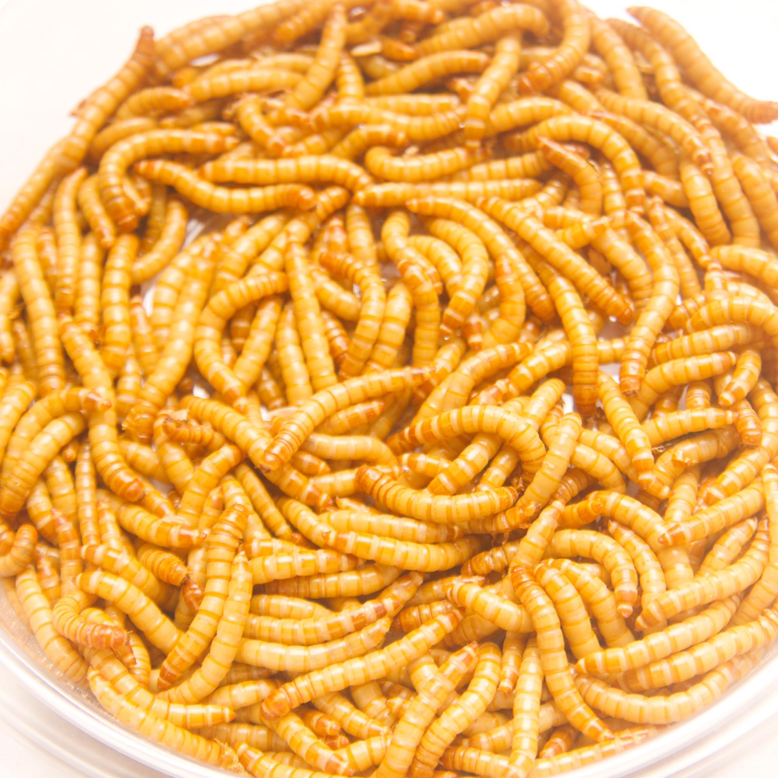 Amazon | ミルワーム 50g プラカップ入り ミルワームの餌（ふすま
