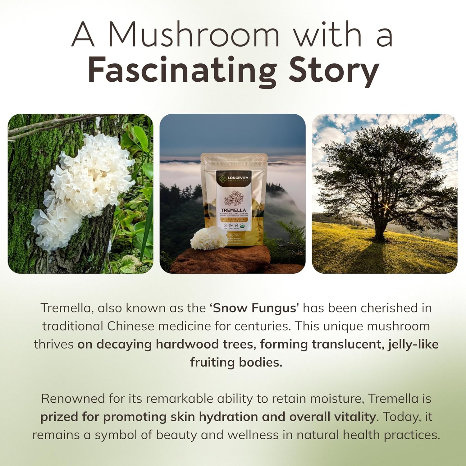 Organic Tremella Mushroom Powder Supplement 100g | Pure Fruiting Body 10:1 High Strength Snow Fungus Extract | 10% Beta-D Glucans | 16,600mg Raw Equivalent Per Serving | Skin Hydration & Brain Support - Image 7