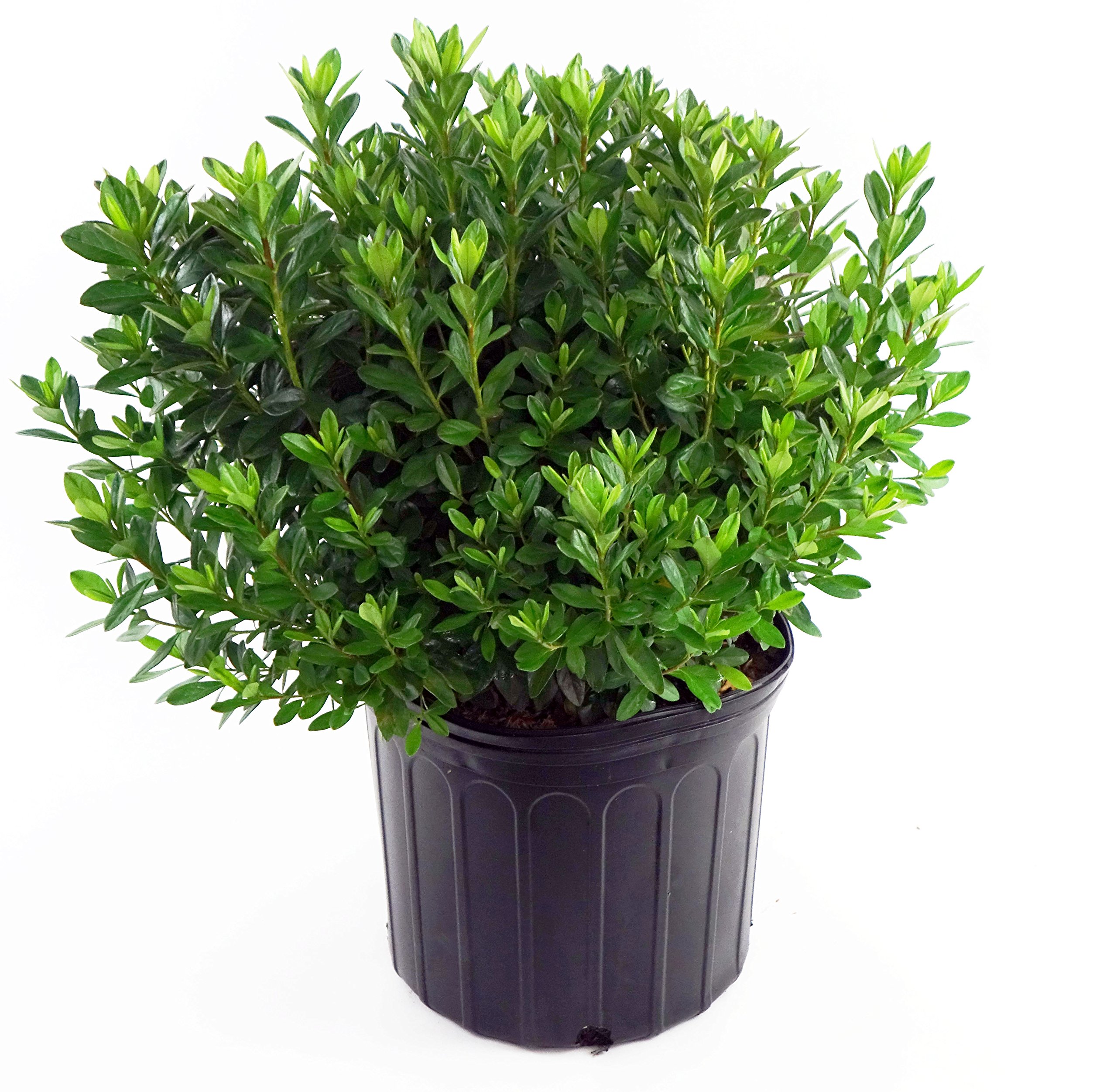 Azalea 'Girard's Fuchsia' (Azalea) Shrub, bright pink flowers, #3 - Size Container