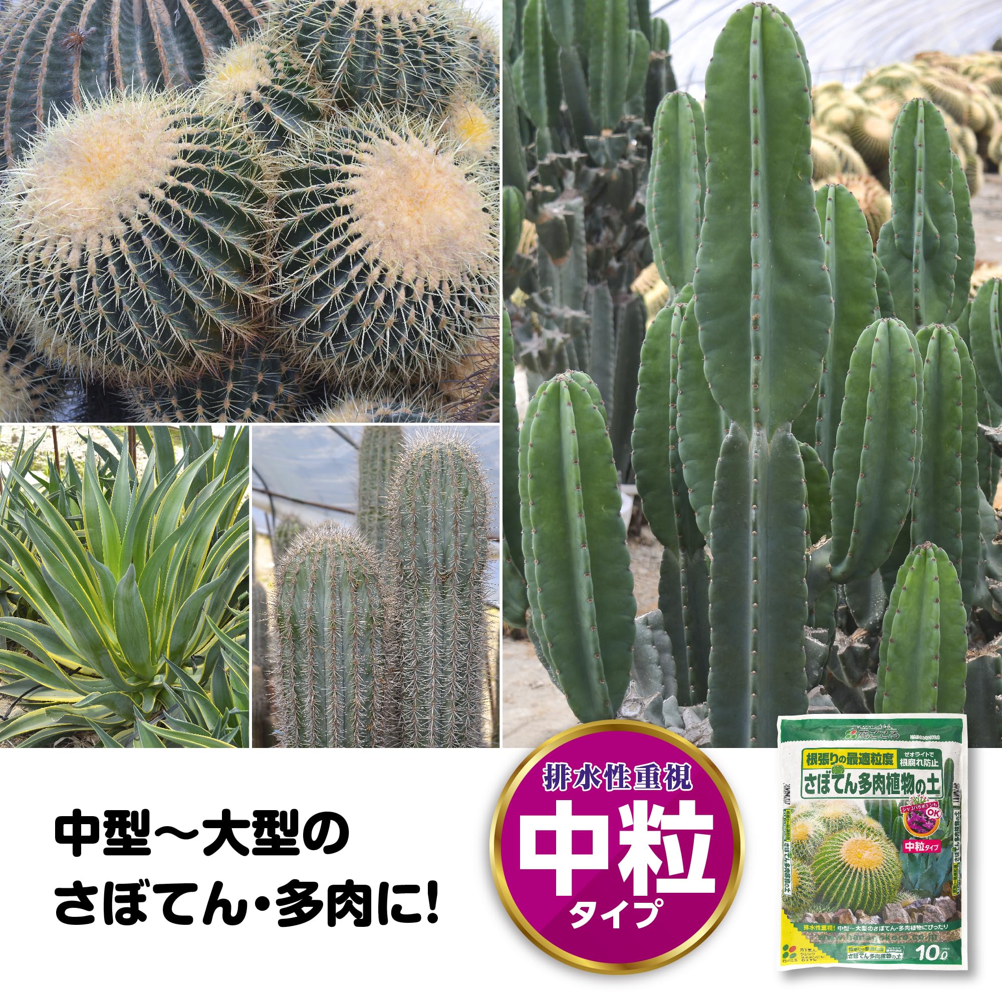 花サボテン　レディ　7株　多肉植物 花サボテン レディ 開花株 多肉植物 - メルカリ