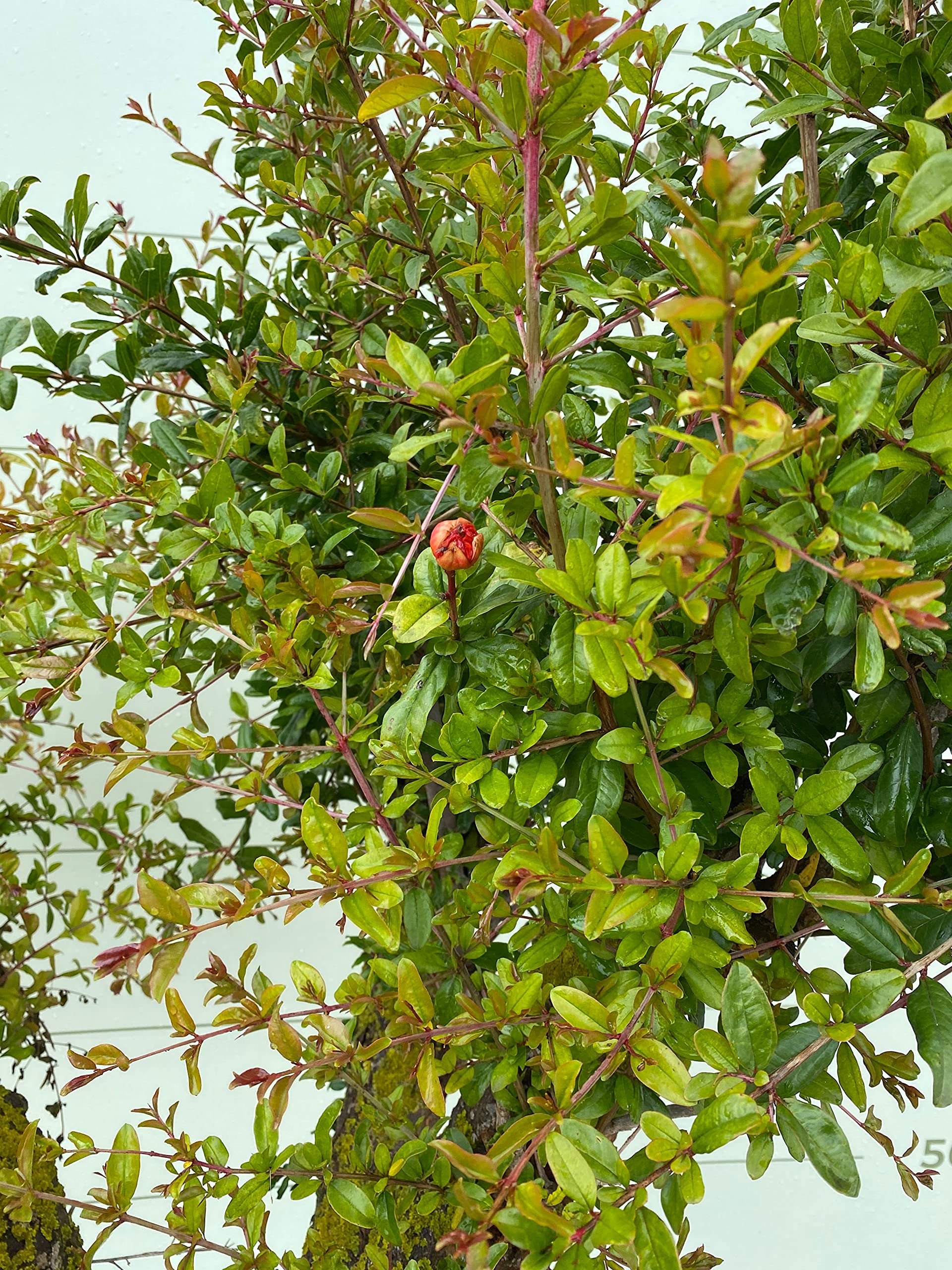 Tropictrees - GRANATAPFEL BAUM GRÖßE XXL, STAMMUMFANG 40-50CM