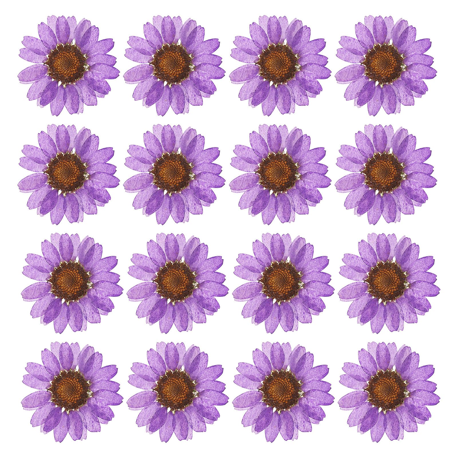 PATIKIL 48 Pcs Dried Pressed Flower Natural Dried Daisy Flower for DIY Art Crafts House Decoration Nails Decoration,Deep Purple