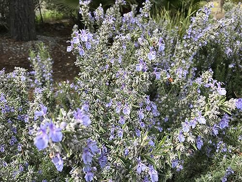 Romero Azul Toscano - 30 Semillas