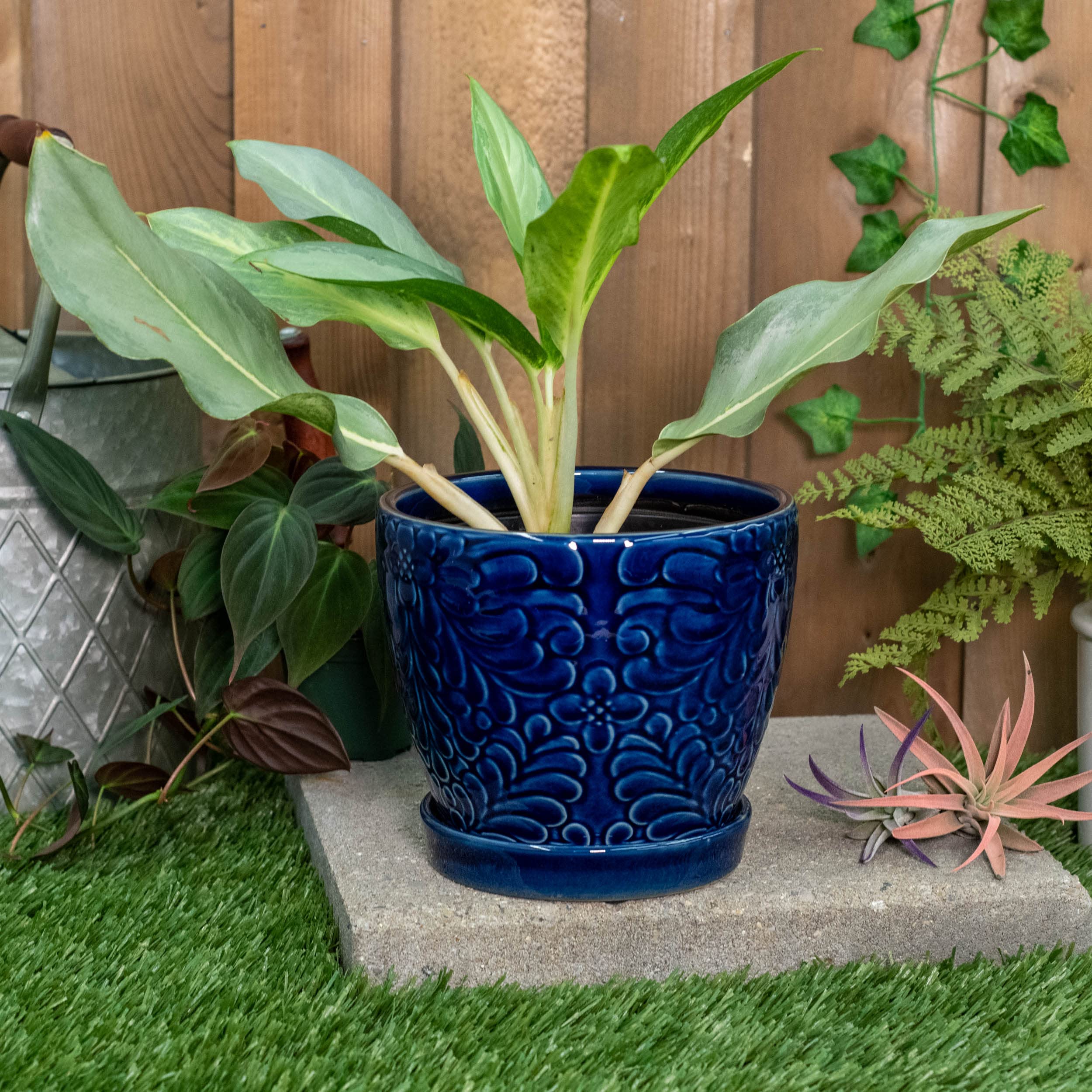 gabby plant Philodendron Gabby 4