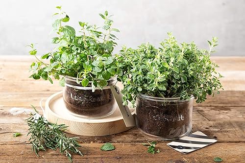 Miniatura 7 de Luigi Bormioli Lock-Eat - Tarro de vidrio XL de 17 onzas, 1 pieza, transparente