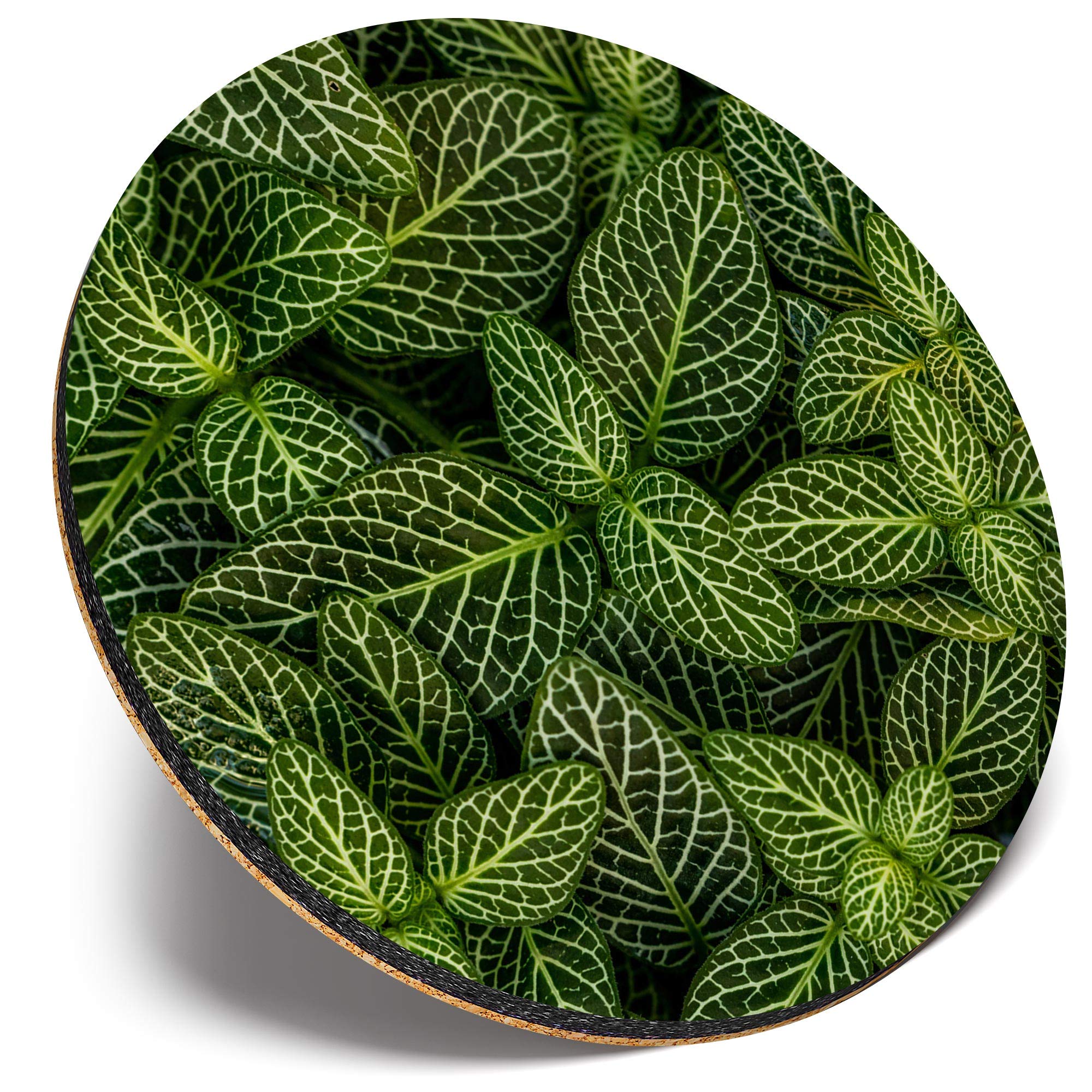 Round Single Coaster - Green Leaves Leaf Plant Macro |Glossy Quality Coasters | Tabletop Protection for Any Table Type #45227