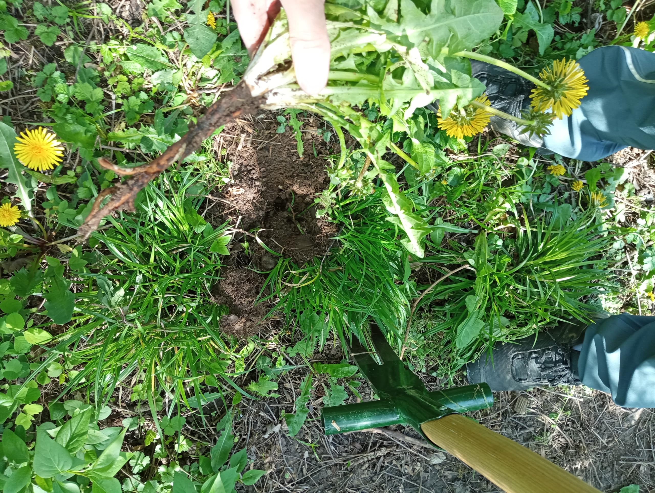 Ampferstecher Unkrautstecher aus legiertem Stahl mit Holzstiel und T-Griff – ergonomischer Gartenhelfer zum Entfernen von Ampfer & Unkraut, 95 cm, 2,4 kg, chemiefrei, langlebig