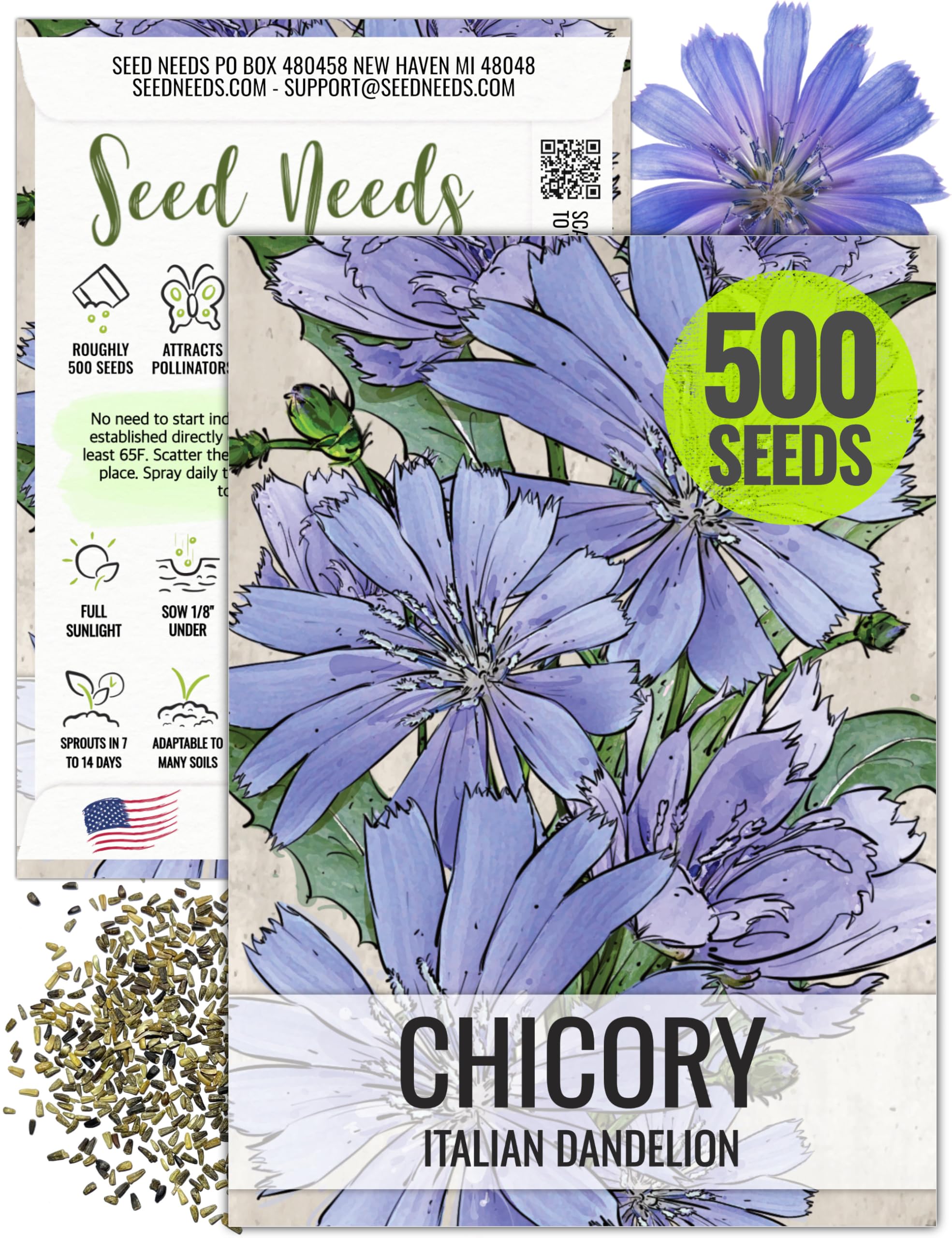 Seed Needs Chicory Seeds for Planting Cichorium intybus - Heirloom & Open Pollinated Wildflowers to Grow a Butterfly Garden That Attracts Butterflies, Bees & Other Pollinators (1 Pack)