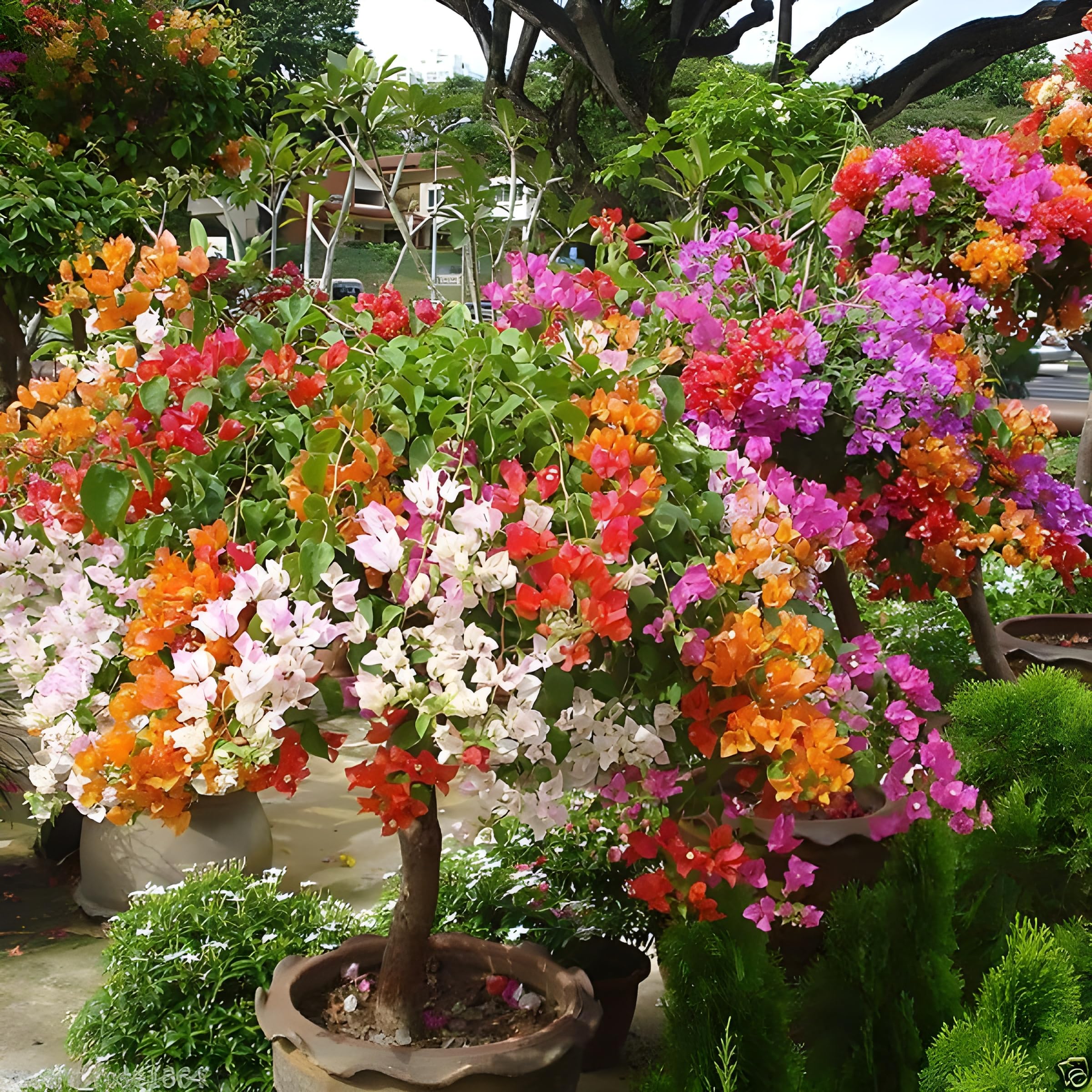 SEEDITO bougainvillea live plant multicolour || live plant of Golden Sunshine Bougainvillea (Pack of 1 Not Grafted) (B0CXYYCCZK) Amazon Price History, Amazon Price Tracker