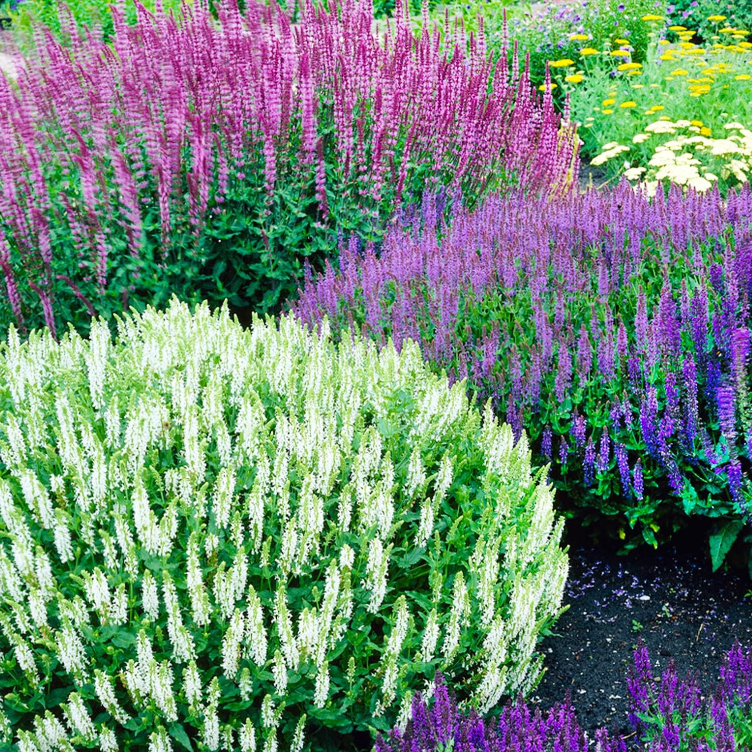 Winterharte Salvia Stauden Kollektion (10 Pflanzen/Zwiebeln), Mix von 5