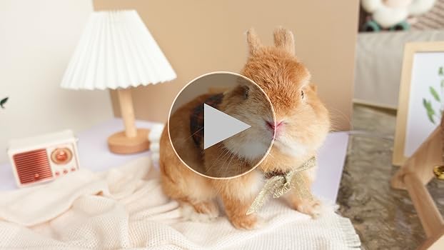 ＊ベストを着た立ち耳うさぎ君＊手のひらサイズ Amazon | teemoyaya うさぎ 服 ネザーランドドワーフ ハーネス