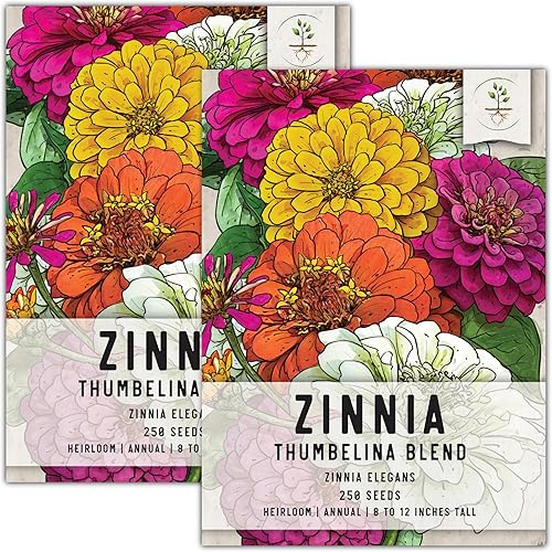 Seed Needs, Semillas de zinnia Thumbelina  250 semillas tradicionales para plantar Zinnia elegans  Mezcla de colores para un jardín de mariposas,