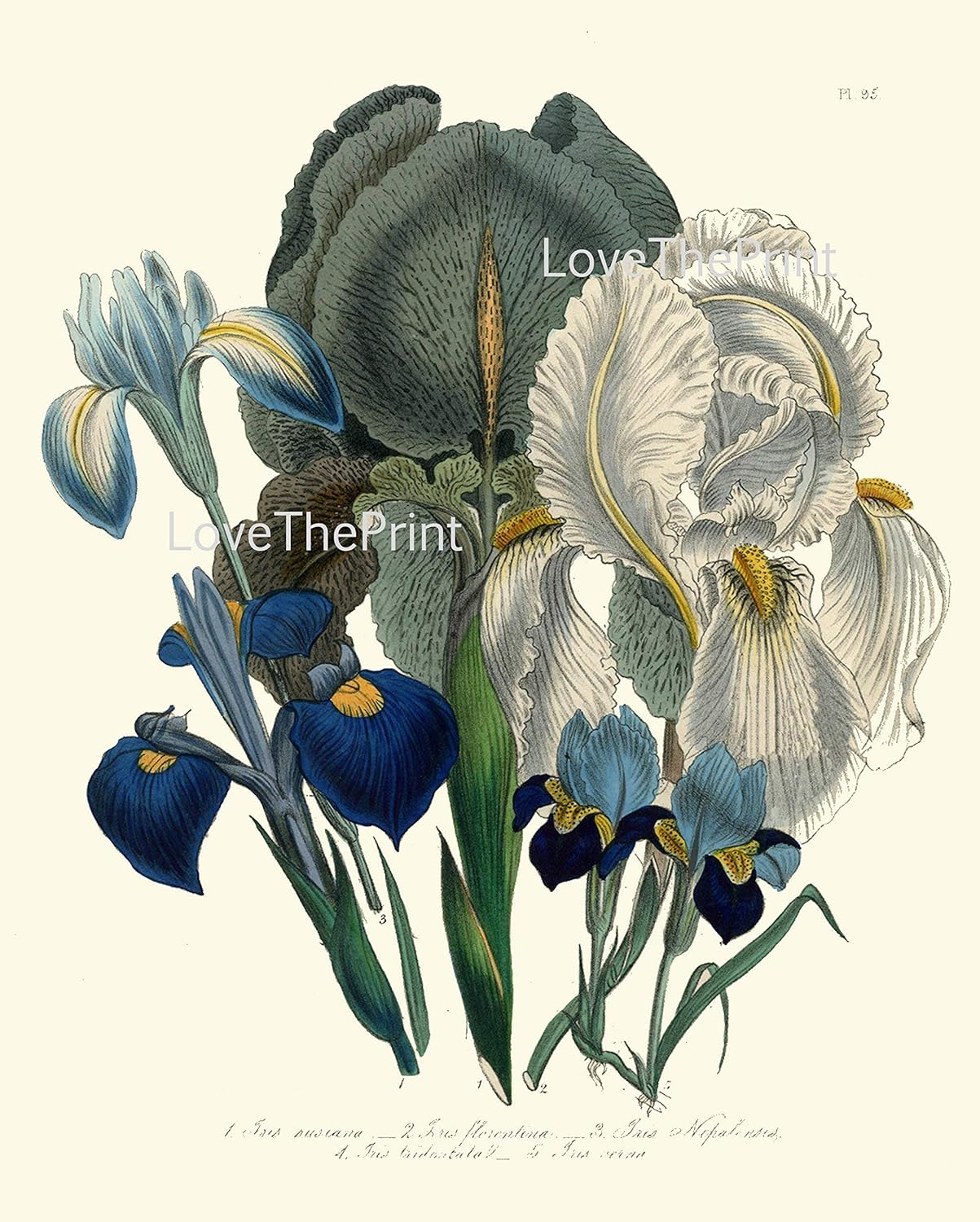 LoveThePrint Botanical Wall Art Home Decor Print Set of 6 Unframed Antique Flowers Peony Lilly Iris Camellia Colorful Spring Summer Garden Interior Design Birthday Mother's day gift for her