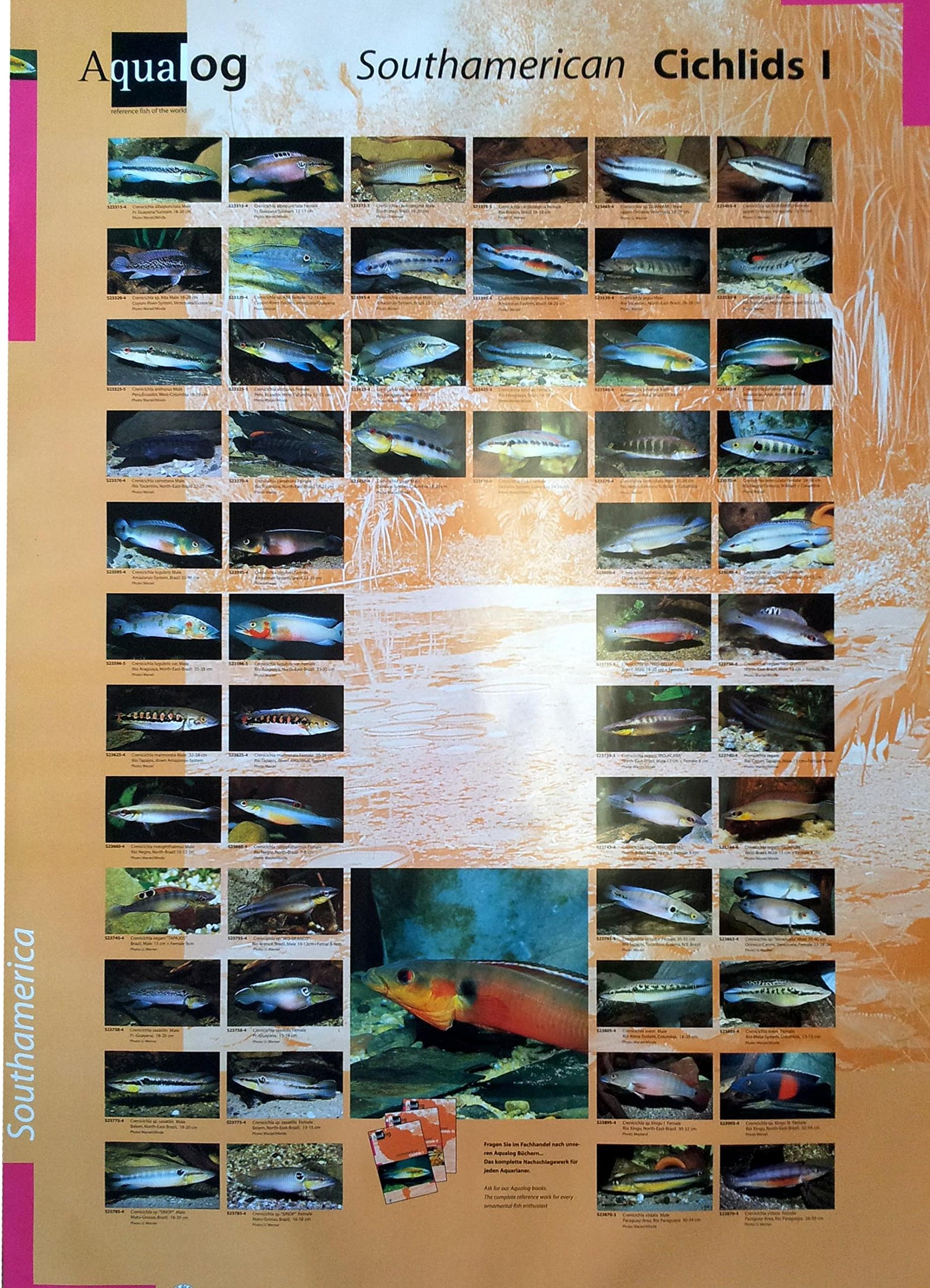 AQUALOG: Poster Cichlids 1 (Pikes + Other Large Cichlids)