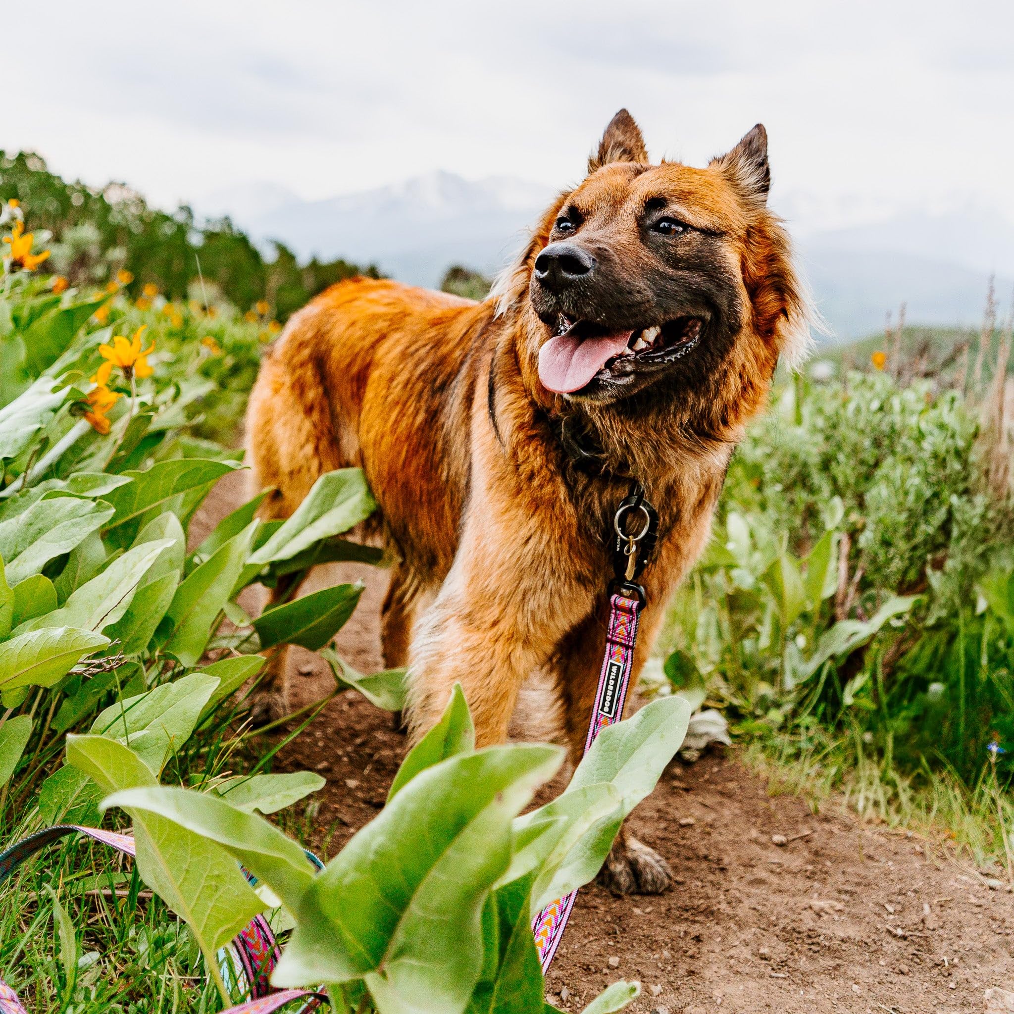 Wilderdog Ultraleichte Leinenserie für Hunde, 1,8 m lang und nur 106 g, mit schwenkbarer, verriegelbarer Karabinerbefestigung und leicht gepolstertem Griff mit D-Ring, Daybreak
