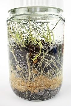 10-Student Classroom Terrarium Kit. Pre-Measured Supplies for 10 Students to Build Their Own Miniature Garden. Great for Teaching Botany, Eco-Systems and the Life Cycle of Plants.