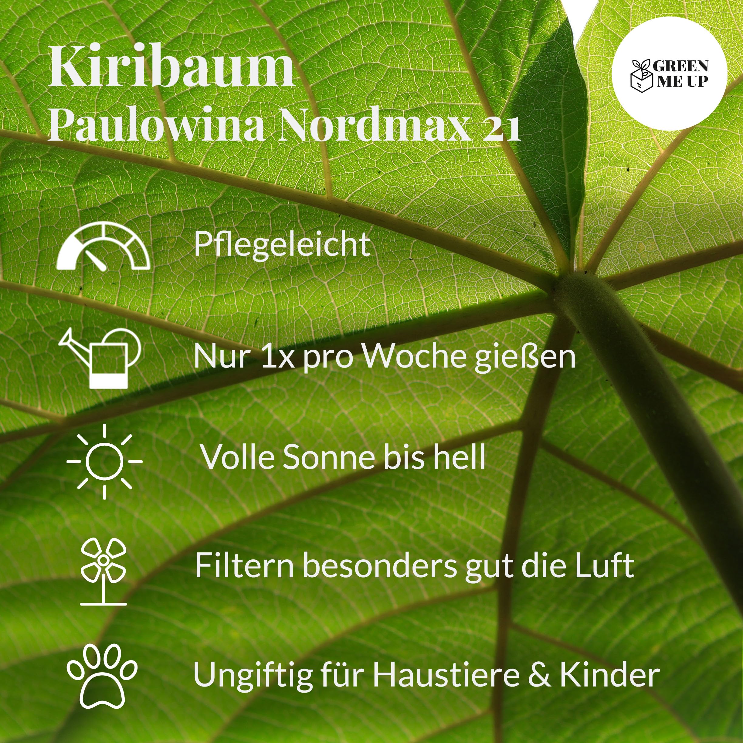 Kiribaum mit Pflanzset | CO₂ Klimabaum schnellwachsend | Paulownia Nordmax21 inkl. Topf & Erde | winterharter Schattenbaum | ungiftig für Tiere & Kinder | Green Me Up