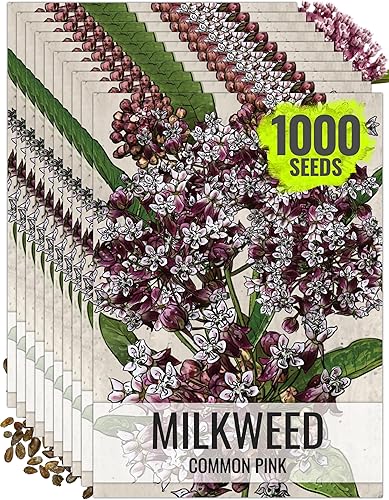 Miniatura 9 de Seed Needs, Semillas de algodoncillo común rosa  100 semillas tradicionales para plantar Asclepias syriaca  Flores perennes para atraer mariposas