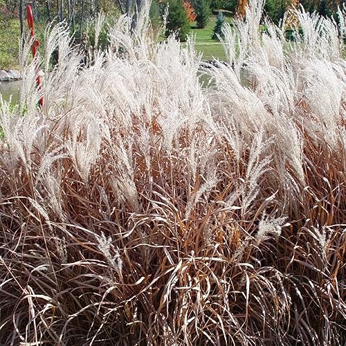 Más de 30 semillas de césped ornamental de Miscanthus Flame Grass (hierba de llama de Miscanth), resistentes, perennes, versátiles, sin OMG, disponible en Yaxa El Salvador